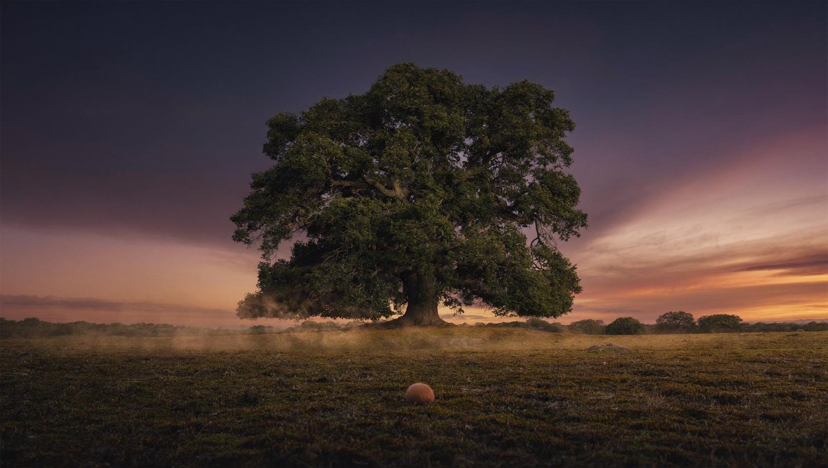 A great oak tree standing alone in a misty field at sunset, an acorn in the grass below